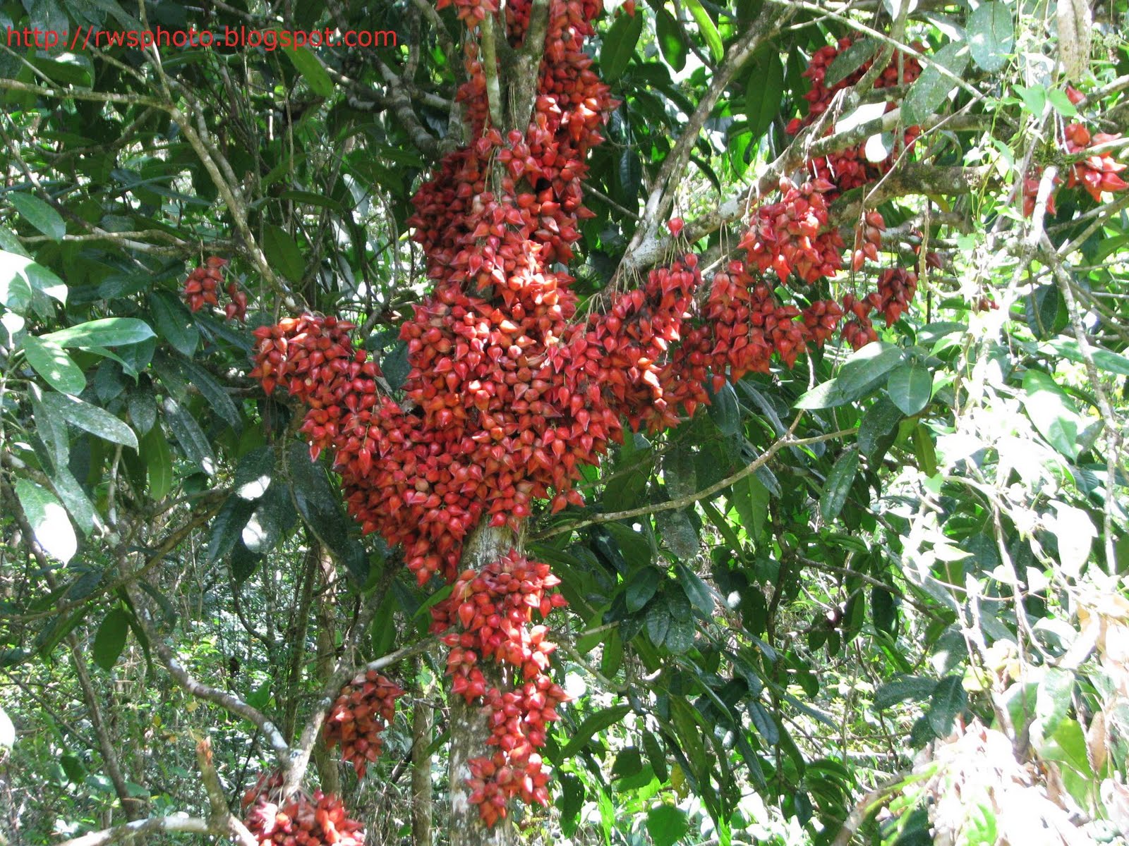 باکورآ آنگولاتا